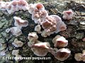 Chondrostereum purpureum-amf1785
